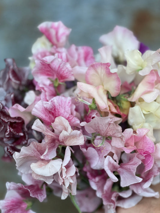 Sweet Peas...